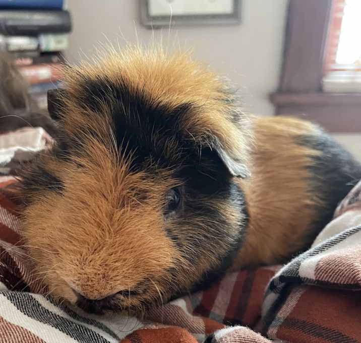 Photo of Gimli