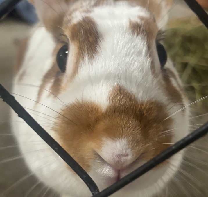 Photo of Wabbit 3R25