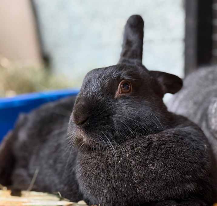 Photo of Delilah