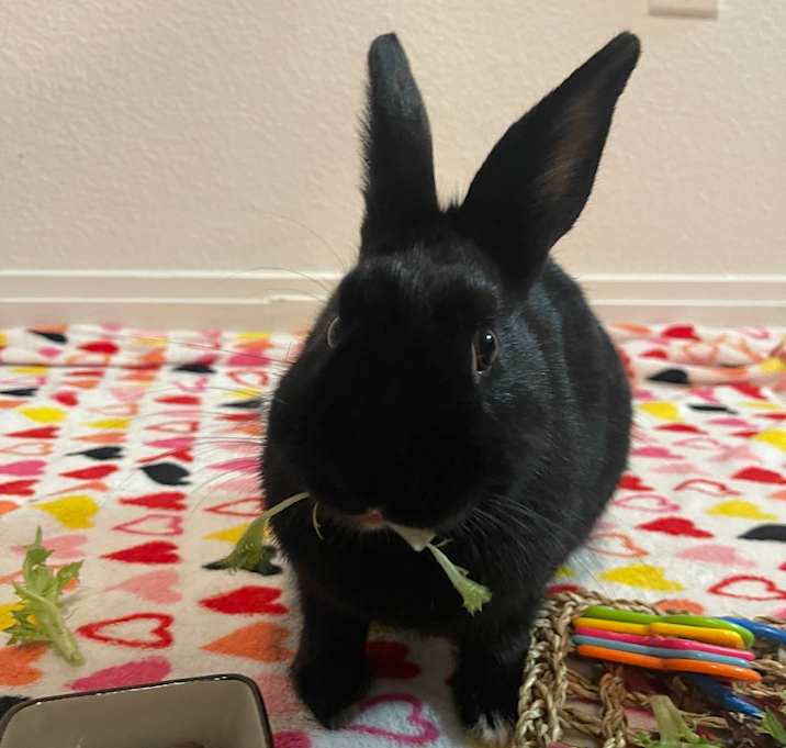 Photo of Bucket