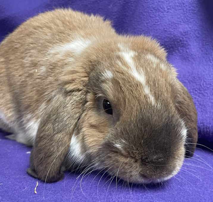 Photo of Charlie