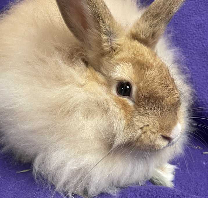 Photo of Tofu