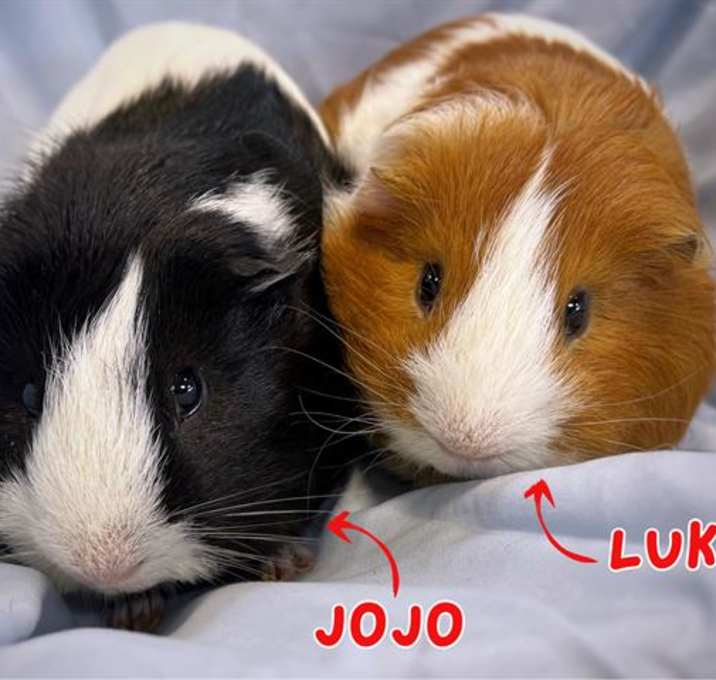 Photo of JOJO