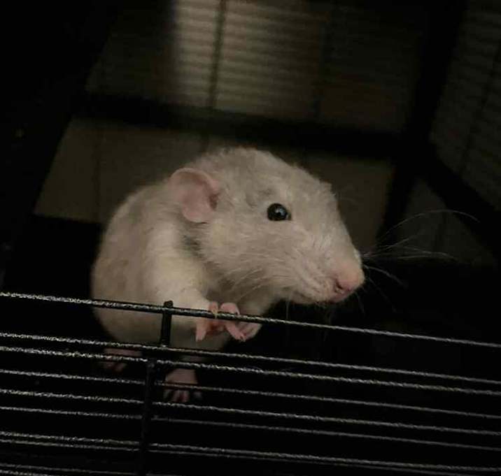 Photo of Remy