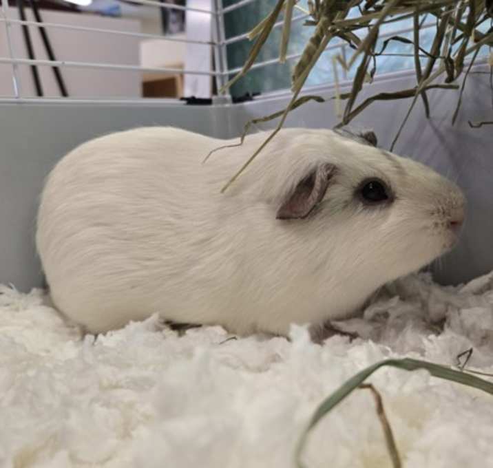 Photo of Snowball