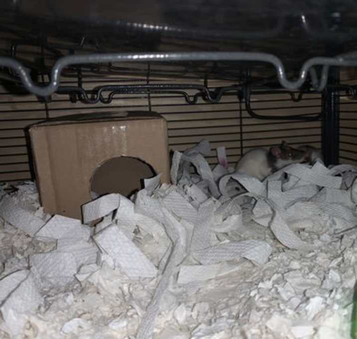 Photo of Waffles, Luna & Dottie