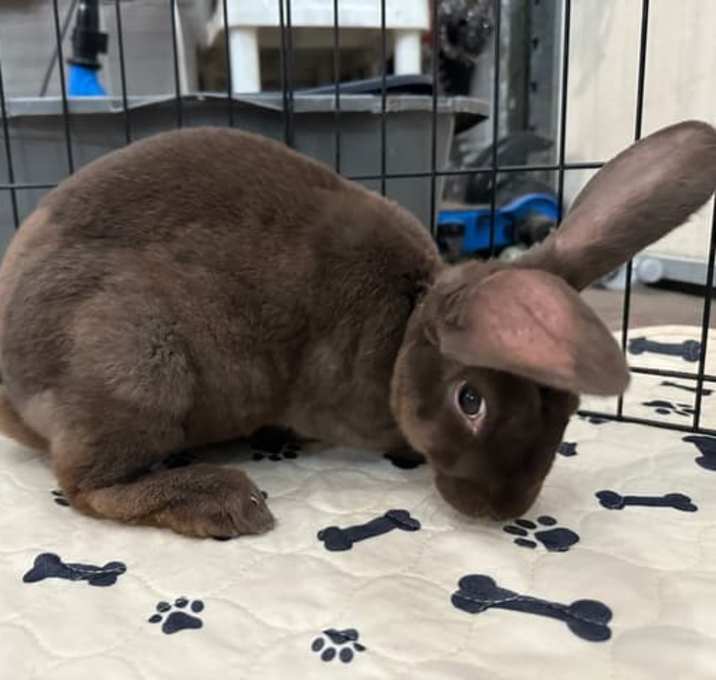 Photo of Puddin