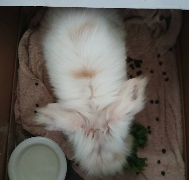 Photo of Yeti