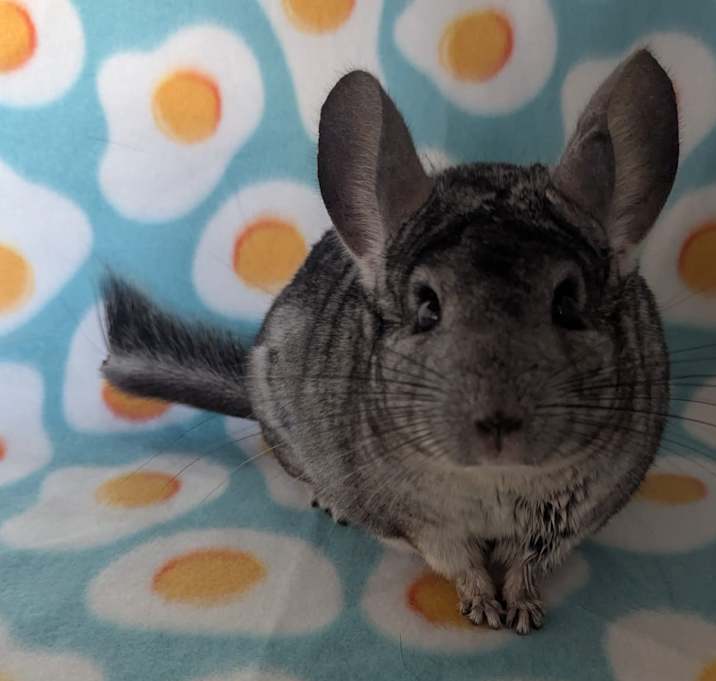 Photo of Silver
