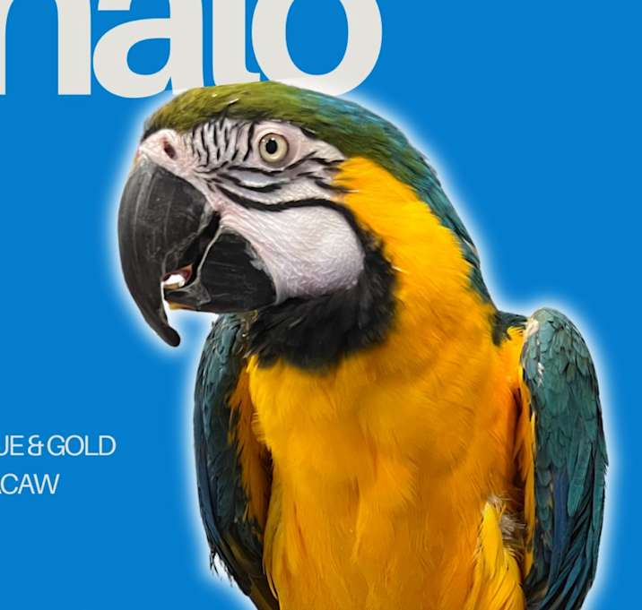 Photo of Nalo