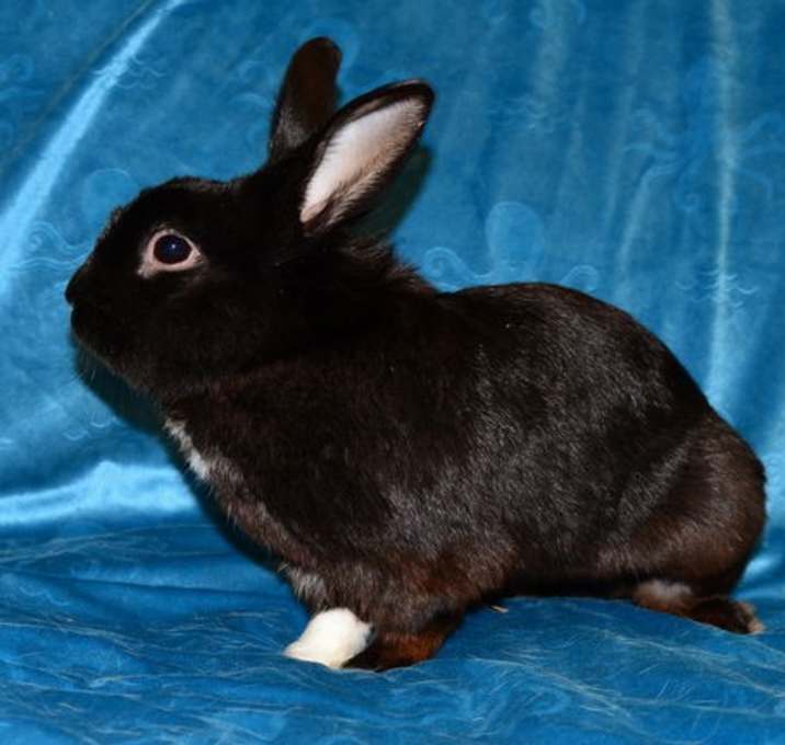 Photo of Dewey