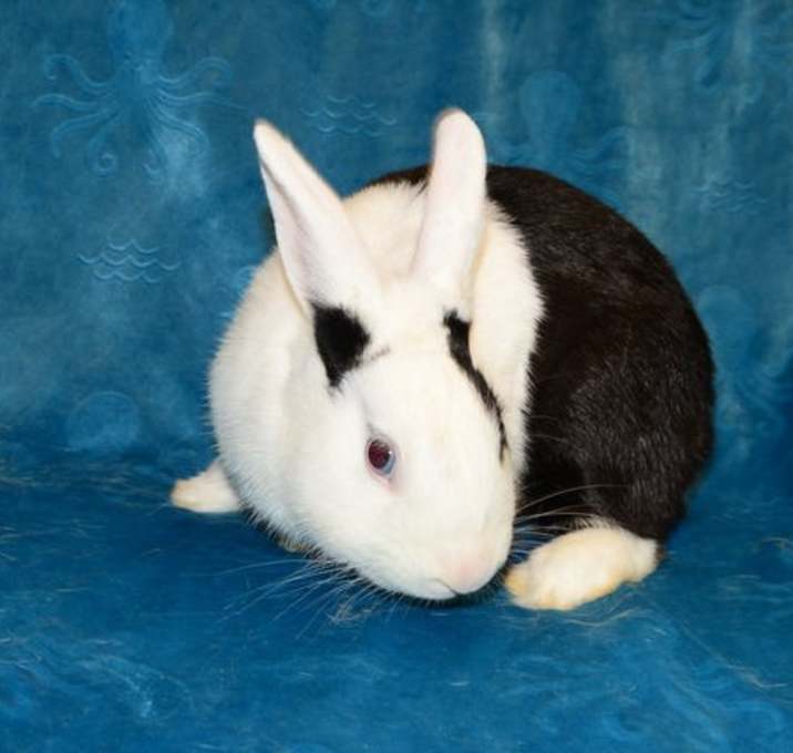 Photo of Halfmoon