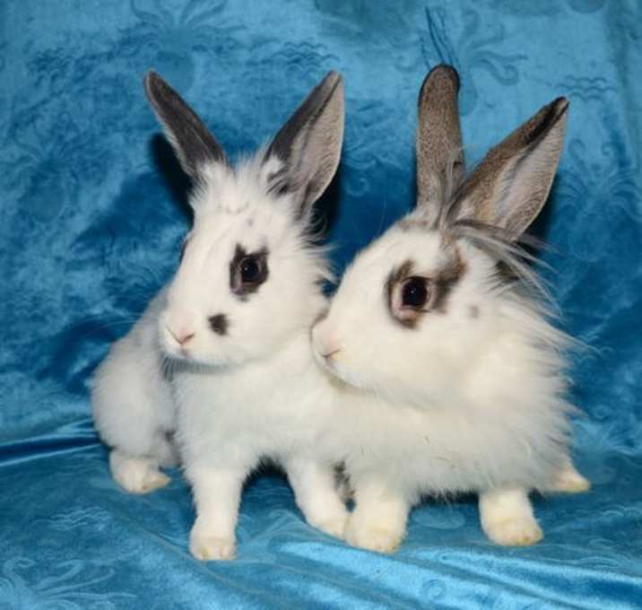 Photo of Mavis and Maddox