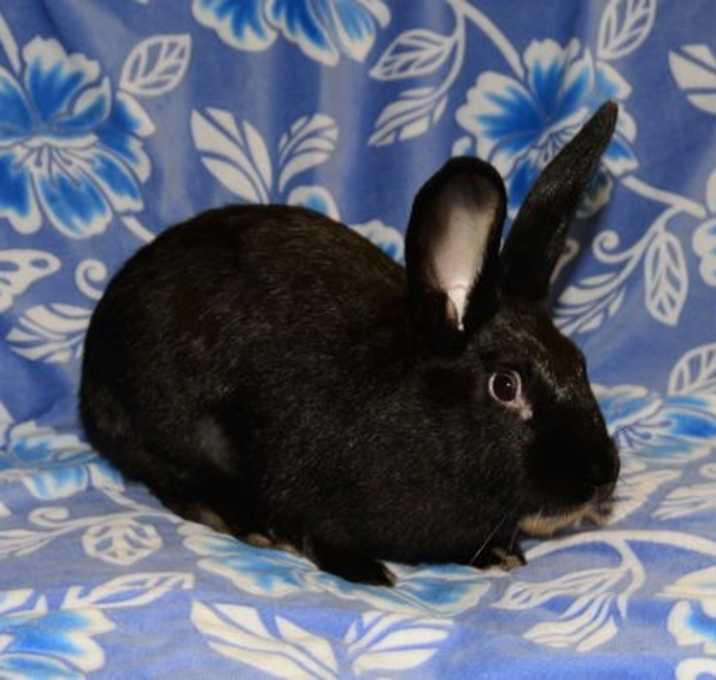 Photo of Adora