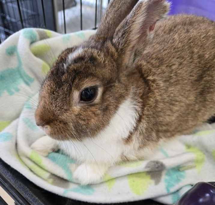 Photo of Matthew RABBIT KIT