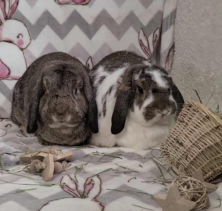 Photo of Blaze and Bridgette
