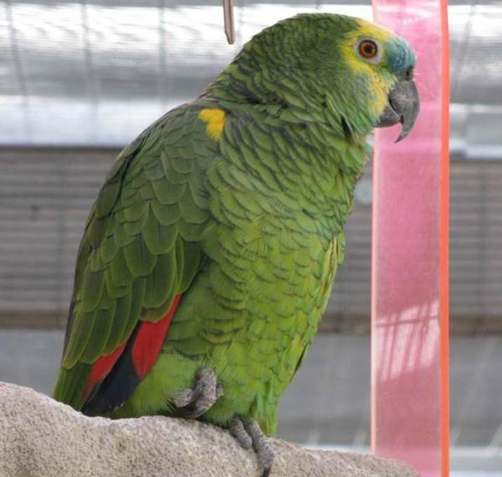 Photo of Joey