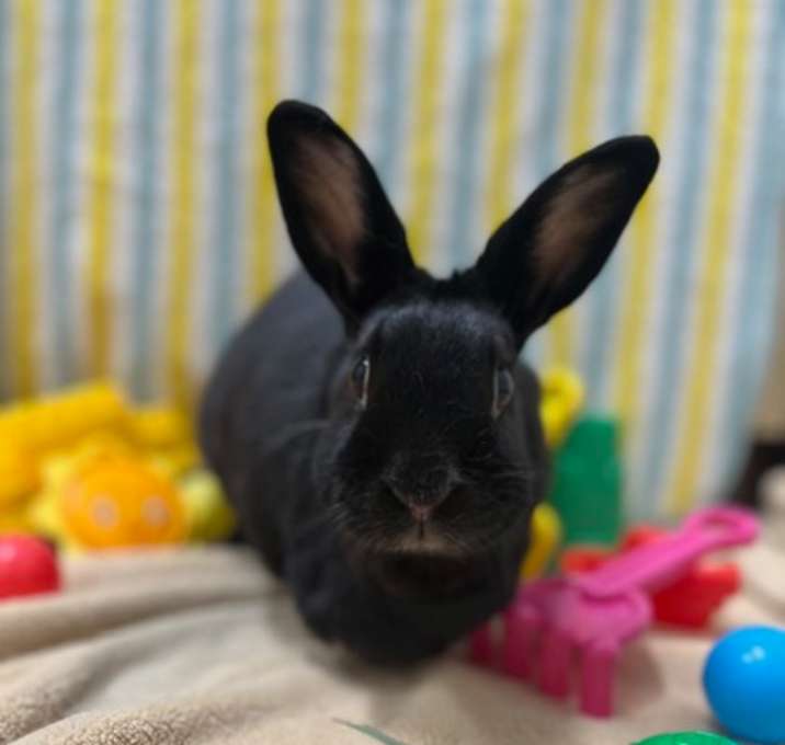 Photo of Harvey