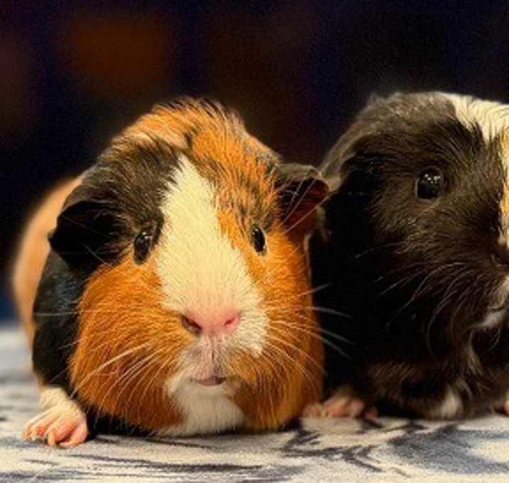 Photo of Poppy & Millie