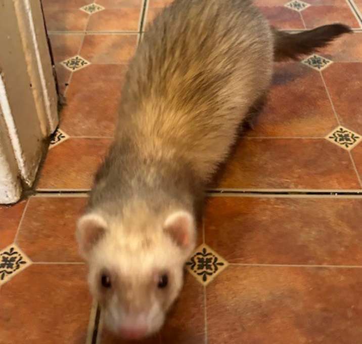 Photo of Nugget