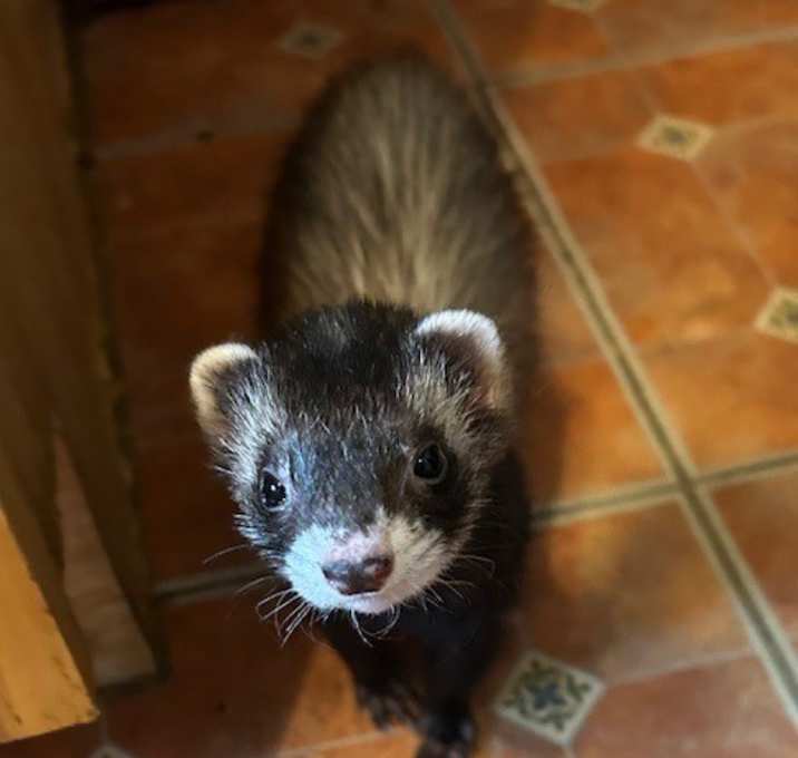 Photo of Coco