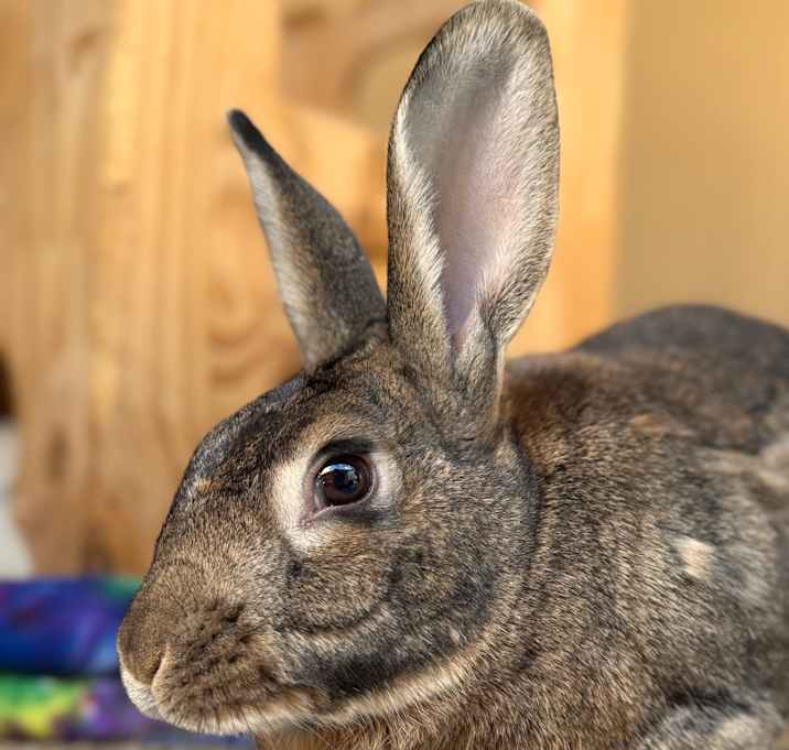 Photo of Colonel Carrots