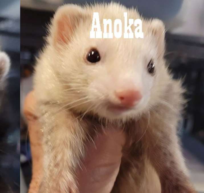 Photo of Maui & Anoka & Chauncey