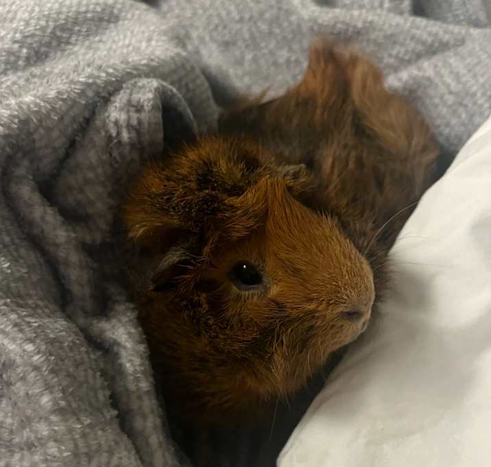 Photo of Teddy 🧸