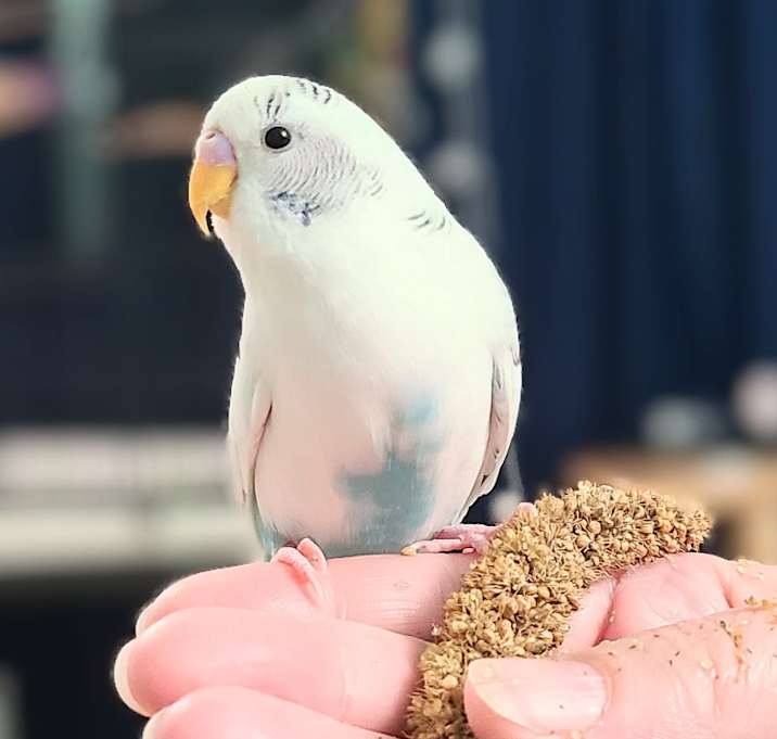 Photo of Snow White
