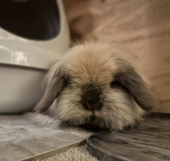 Photo of Bun Bun