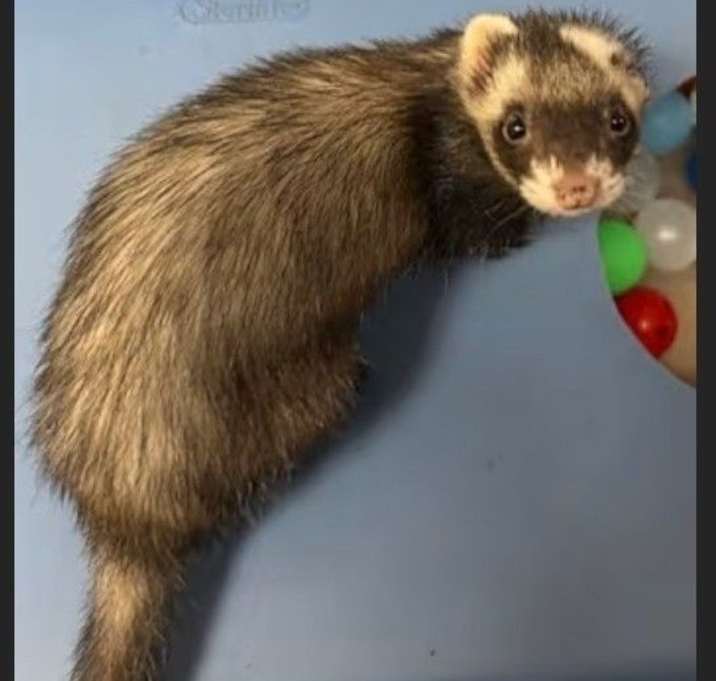 Photo of Honey