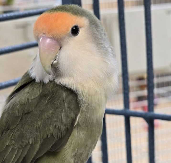 Photo of Birdie