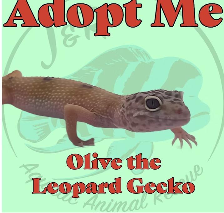 Photo of Olive the Leopard Gecko