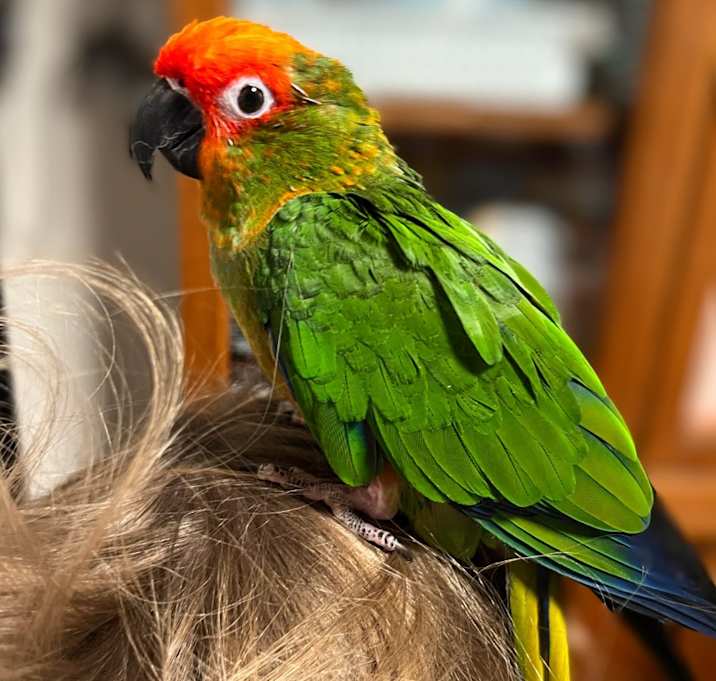 Photo of Tango