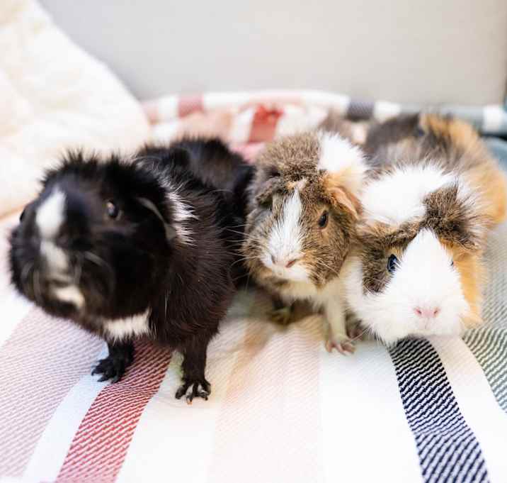 Photo of Strawberry
