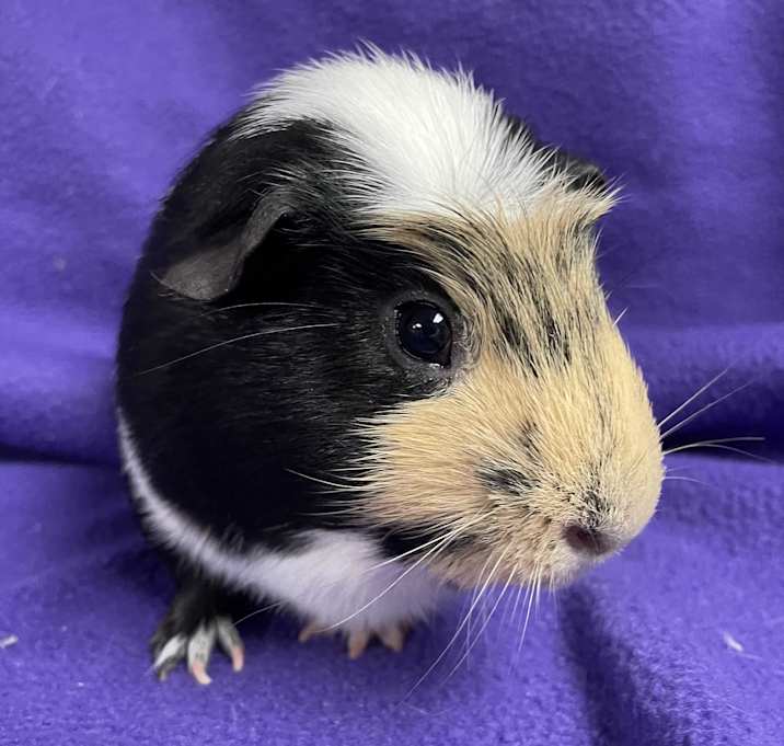 Photo of Nelson