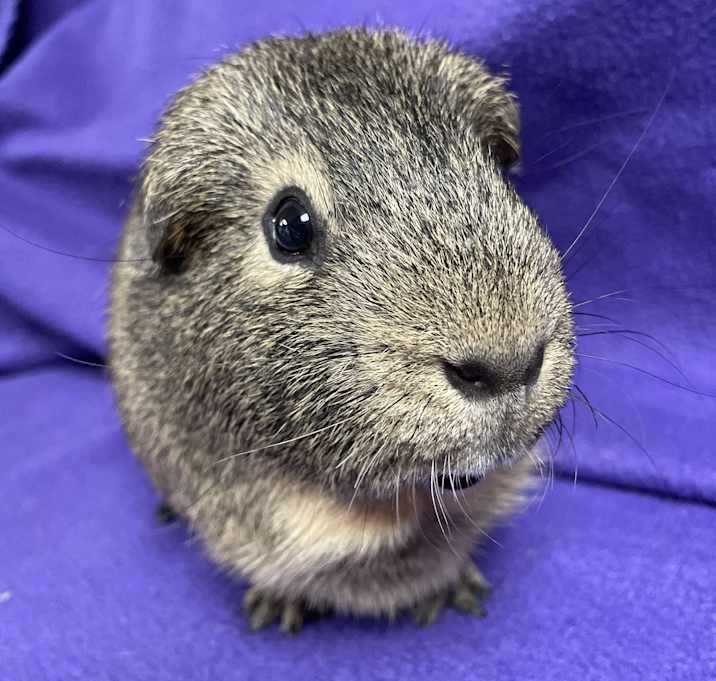 Photo of Reggie