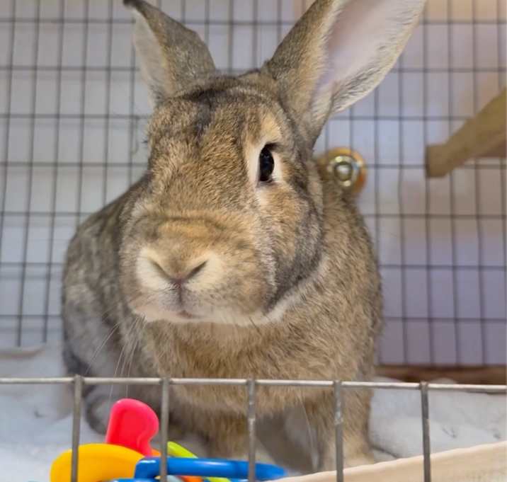 Photo of Hare Bear