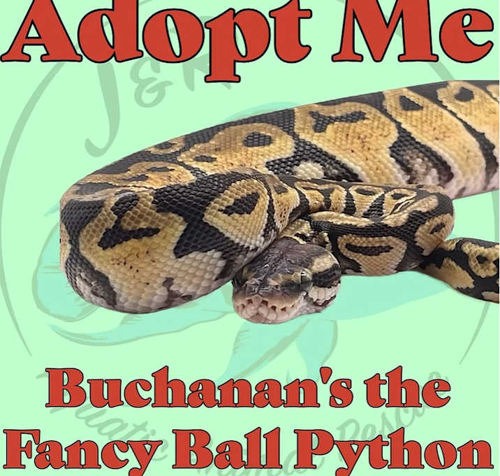 Photo of Buchanan’s the Fancy Ball Pyth
