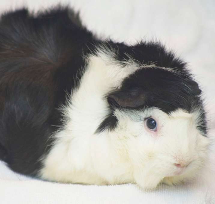 Photo of Jax