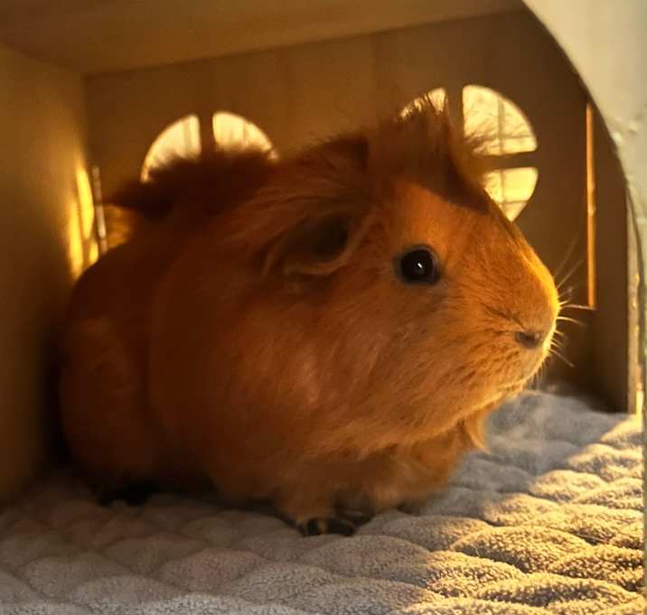 Photo of Deuce