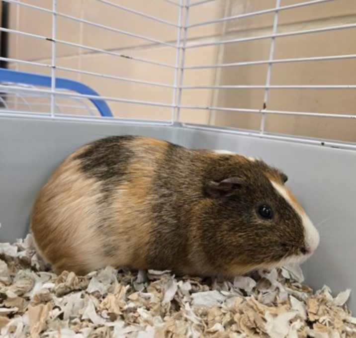 Photo of Brownie