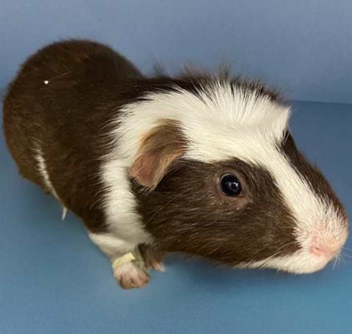 Photo of ROCKET