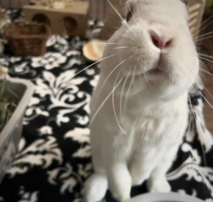 Photo of Nigiri