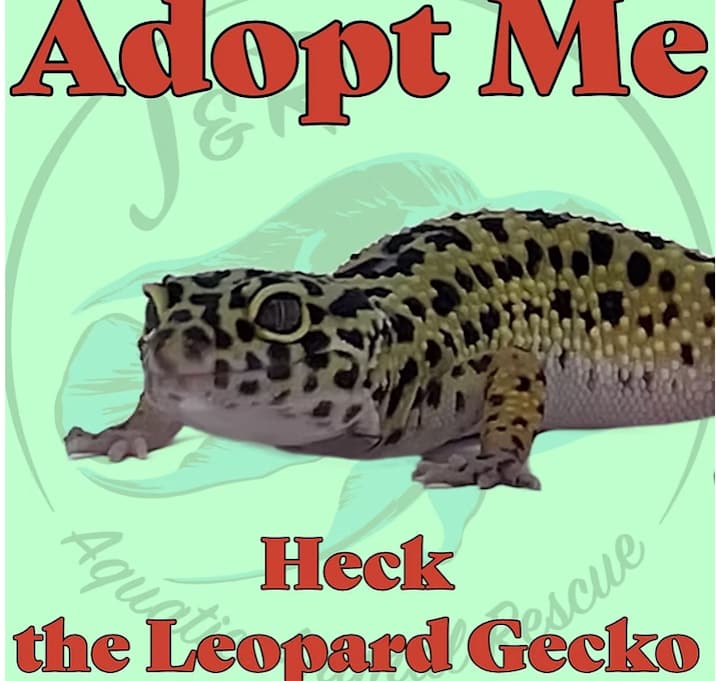 Photo of Heck the Gecko
