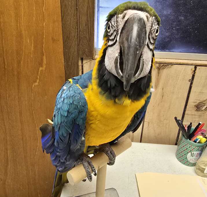 Photo of Azul