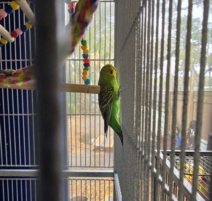 Photo of 4 Keets