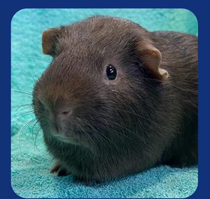 Photo of POCKET
