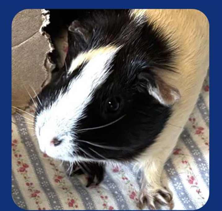 Photo of PEDRITO