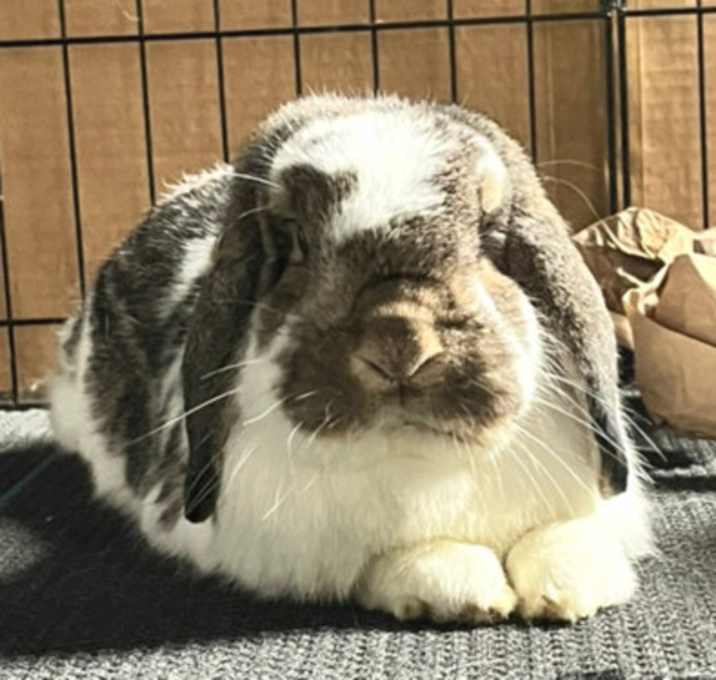 Photo of Buckey